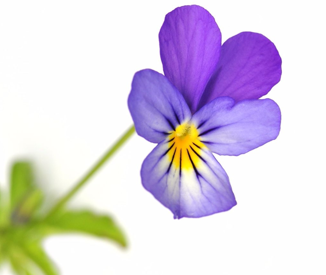 viola tricolor